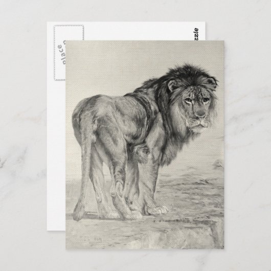 Majestic Lion Briefkaart (Voorkant / Achterkant)