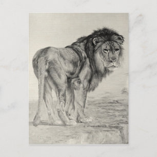  Majestic Lion Briefkaart