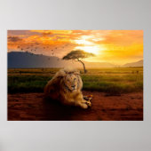 Majestic Lion in Afrika op zonsondergang Poster (Voorkant)