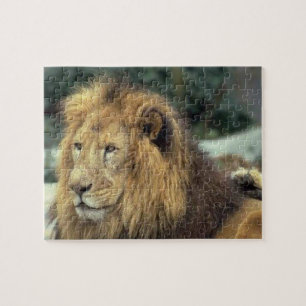 Majestic Lion Legpuzzel