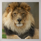 MAJESTIC LION POSTER (Voorkant)