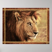 Majestic Lion Sideway Foto Poster (Voorkant)