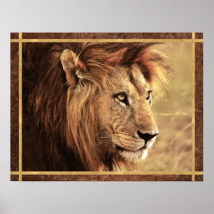 Majestic Lion Sideway Foto Poster