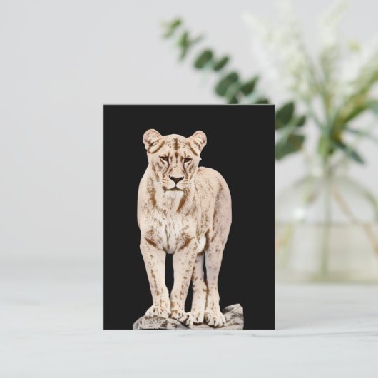 Majestic Lioness Briefkaart (Staand voorkant)