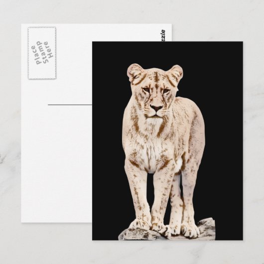 Majestic Lioness Briefkaart (Voorkant / Achterkant)