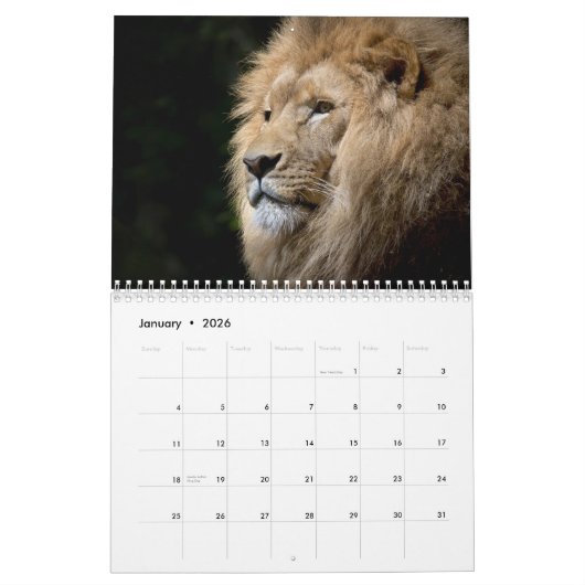 Majestic Lions 2026 Kalender (Jan 2026)
