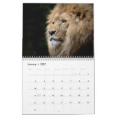 Majestic Lions 2026 Kalender (Jan 2027)