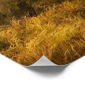 Majestic Lions Roaming de Savanna Poster (Hoek)