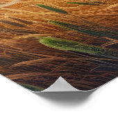 Majestic Lions Roaming Gratis Poster (Hoek)