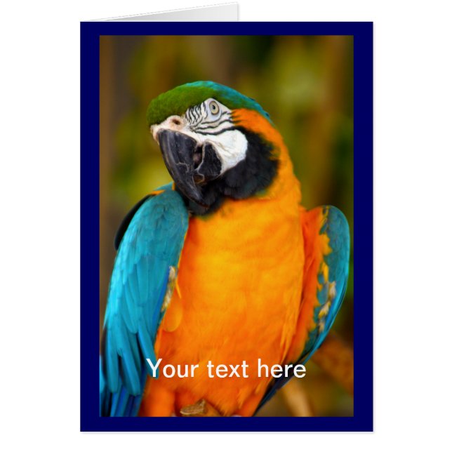 Majestic Macaw (Voorkant)