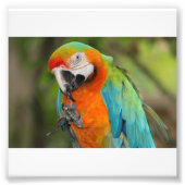 Majestic Macaw Foto Afdruk (Voorkant)