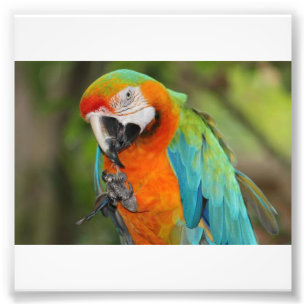 Majestic Macaw Foto Afdruk