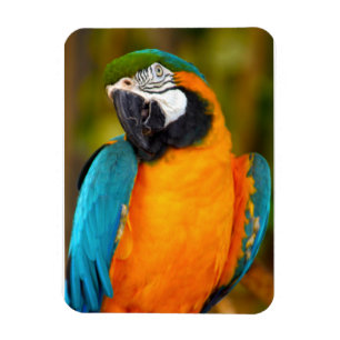 Majestic Macaw Magneet