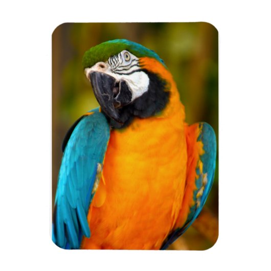Majestic Macaw Magneet (Verticaal)