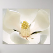 Majestic Magnolia Poster (Voorkant)