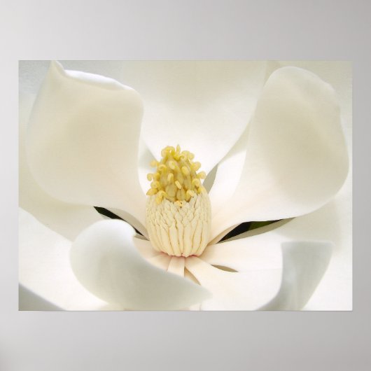 Majestic Magnolia Poster (Voorkant)