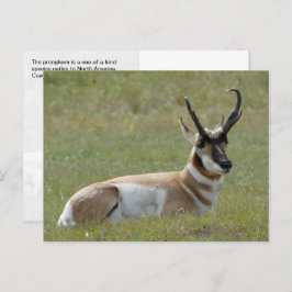 Majestic Mannelijk Pronghorn, Custer, SD - Briefkaart
