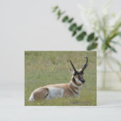 Majestic Mannelijk Pronghorn, Custer, SD - Briefkaart (Staand voorkant)