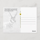 Majestic Mannelijk Pronghorn, Custer, SD - Briefkaart (Achterkant)