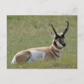 Majestic Mannelijk Pronghorn, Custer, SD - Briefkaart (Voorkant)