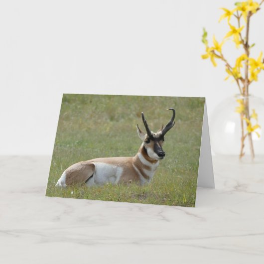 Majestic Mannelijk Pronghorn, Custer, SD - Kaart (Gele Bloem)