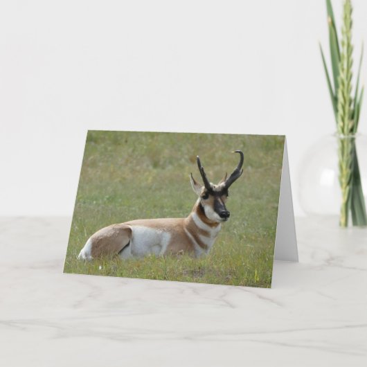 Majestic Mannelijk Pronghorn, Custer, SD - Kaart (Voorkant)