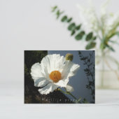 Majestic Matilija Poppy Briefkaart (Staand voorkant)
