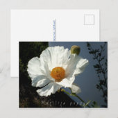 Majestic Matilija Poppy Briefkaart (Voorkant / Achterkant)