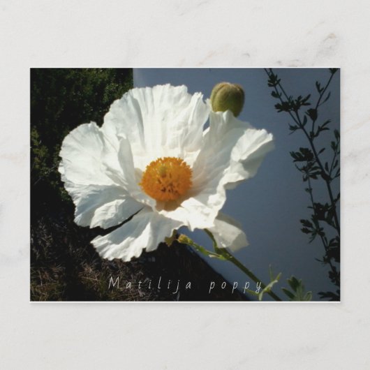 Majestic Matilija Poppy Briefkaart (Voorkant)