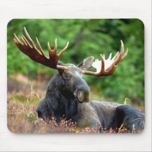 Majestic Moose Meadow Muismat
