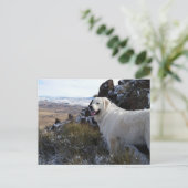 Majestic Mountain Dog-kaart Briefkaart (Staand voorkant)