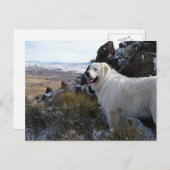 Majestic Mountain Dog-kaart Briefkaart (Voorkant / Achterkant)