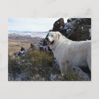 Majestic Mountain Dog-kaart Briefkaart