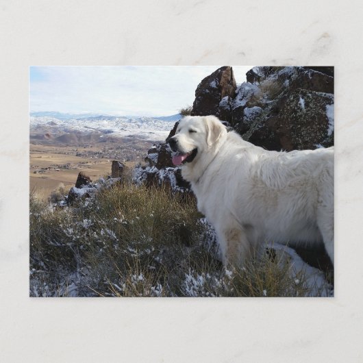 Majestic Mountain Dog-kaart Briefkaart (Voorkant)