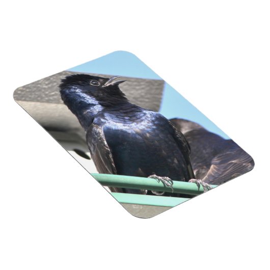 Majestic Paars Martin Magneet (Rechterzijde)