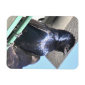 Majestic Paars Martin Magneet (Horizontaal)