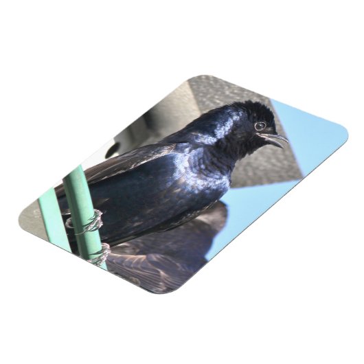 Majestic Paars Martin Magneet (Linkerzijde)