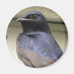 Majestic Paars Martin Magneet