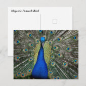 Majestic Peacock Briefkaart (Voorkant / Achterkant)