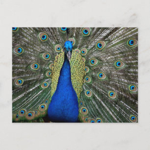 Majestic Peacock Briefkaart