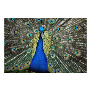 Majestic Peacock Foto Afdruk