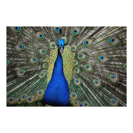 Majestic Peacock Foto Afdruk (Voorkant)