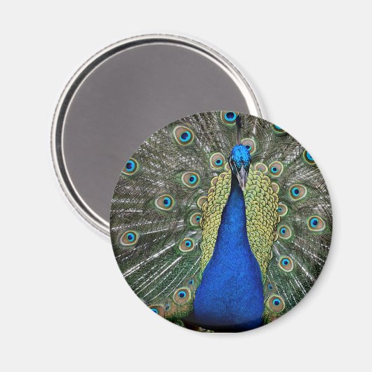 Majestic Peacock Magnet (Voorkant / Achterkant)