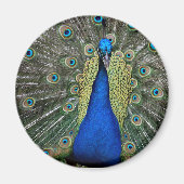 Majestic Peacock Magnet (Voorkant)