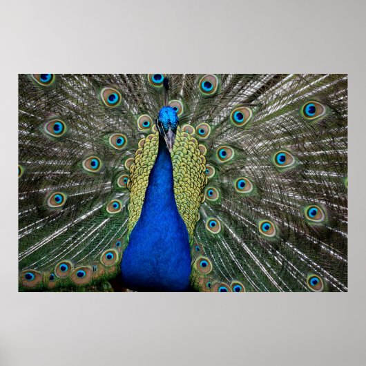 Majestic Peacock  Poster (Voorkant)