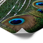 Majestic Peacock  Poster (Hoek)