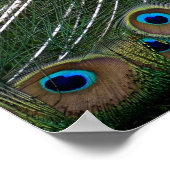 Majestic Peacock Poster (Hoek)