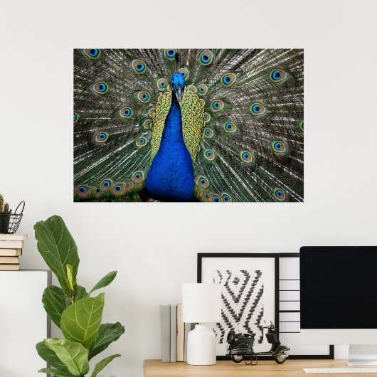 Majestic Peacock Poster (Thuiskantoor)