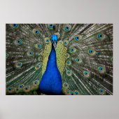 Majestic Peacock Poster (Voorkant)