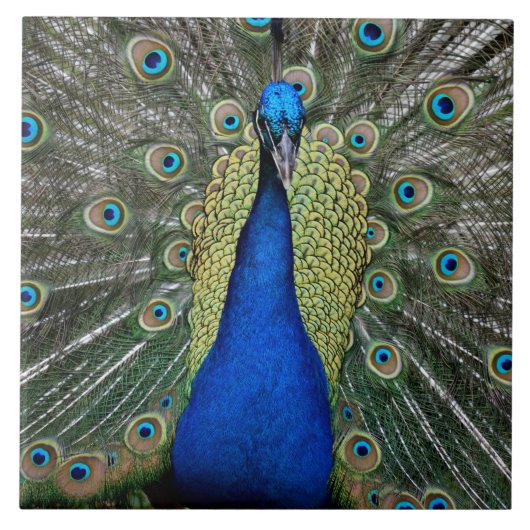 Majestic Peacock Tegeltje (Voorkant)